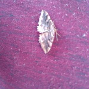 Meet your Posher, Ivy